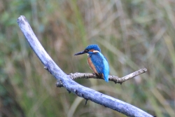 Kingfisher @ Mere Sands Wood, Rufford